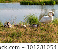 A Swan and her young 101281054
