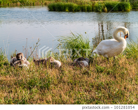 A Swan and her young 101281054