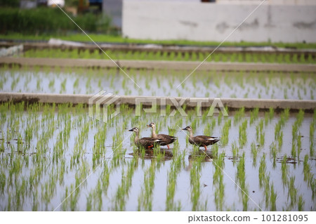 A spot-billed duck walking in a rice field 101281095