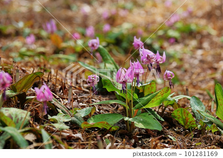 Katakuri花 101281169