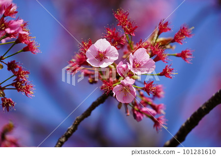 Yokohama Hizakura ~Yokohama Park~ 101281610