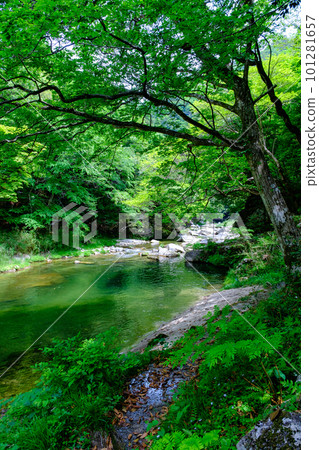 Fresh green Okutsu Valley Fresh green Okutsu Valley 101281657