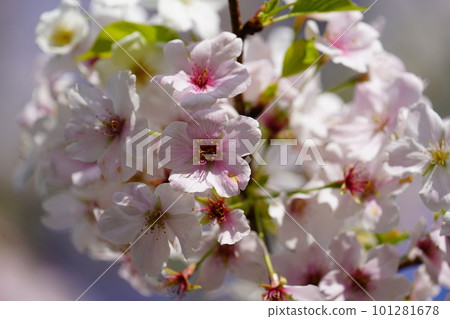 Yoshino cherry tree Yoshino cherry tree 101281678