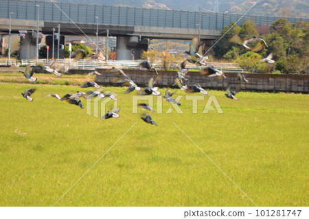A lot of pigeons flying over the rice field A lot of pigeons flying over the rice field 101281747