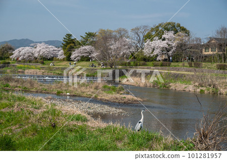 卡莫河春天的風景 一隻灰鷺站在河岸上 101281957