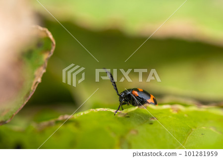 Japanese knotweed beetle on the grass Japanese knotweed beetle on the grass 101281959