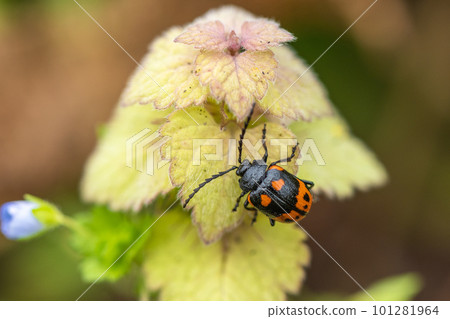 棲息在紫草上的虎杖甲蟲 101281964