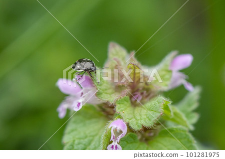 A honeysuckle beetle perched on a purpurium A honeysuckle beetle perched on a purpurium 101281975