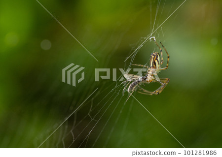 中國 Argiope 蜘蛛捕食在其巢中捕獲的昆蟲 中國 Argiope 蜘蛛捕食在其巢中捕獲的昆蟲 101281986