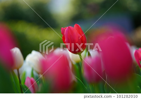 鬱金香〜橫濱公園〜 101282010