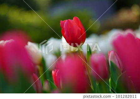 鬱金香〜橫濱公園〜 101282011