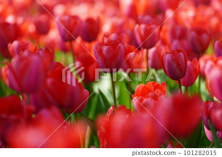 Tulip ~ Yokohama Park ~ Tulip ~ Yokohama Park ~ 101282015