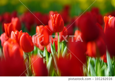 Tulip ~ Yokohama Park ~ Tulip ~ Yokohama Park ~ 101282016