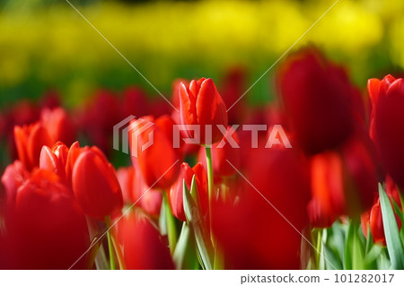 Tulip ~ Yokohama Park ~ Tulip ~ Yokohama Park ~ 101282017