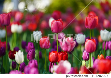 Tulip ~ Yokohama Park ~ 101282024