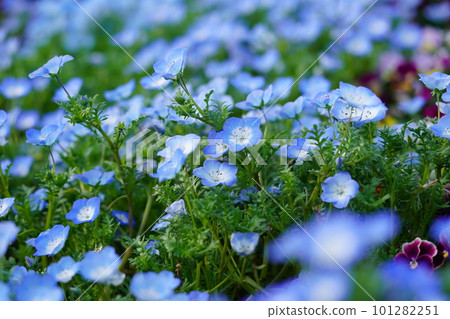 Nemophila Nemophila 101282251