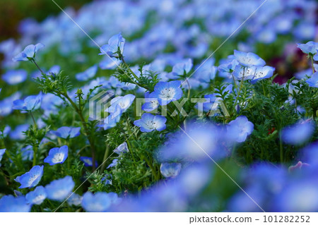 Nemophila Nemophila 101282252