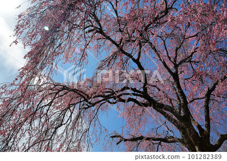 Ikko櫻桃樹 101282389