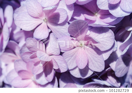 Flower background of purple hydrangea macrophylla close-up. 101282729