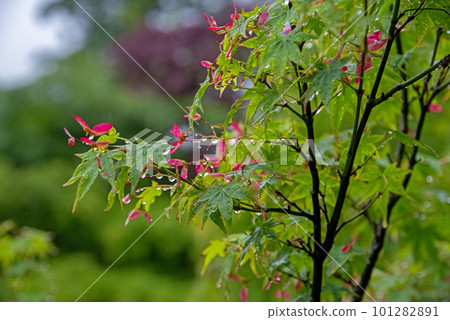 新鮮的綠色在雨天 新鮮的綠色在雨天 101282891