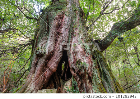 Yakusugi Cedar, the second largest cedar in Japan, winter scenery of Shiratani Unsuikyo Gorge, Yakushima 101282942