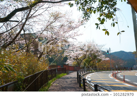 Kawachi Reservoir Cherry Blossom Road 101282970