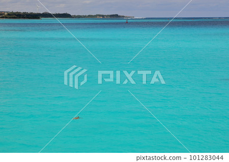 沖繩縣國頭郡今歸仁村 從古宇利橋在古宇利藍海中游泳的海龜 沖繩縣國頭郡今歸仁村 從古宇利橋在古宇利藍海中游泳的海龜 101283044