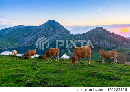 Highland pastures of Covadonga at sunset Highland pastures of Covadonga at sunset 101283116