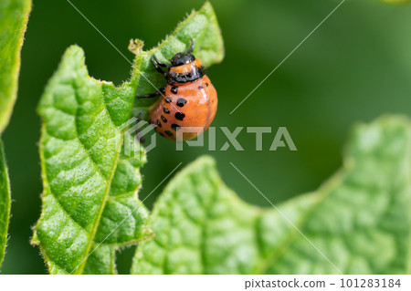 Colorado potato beetle and red larva crawling and eating potato leaves. 101283184