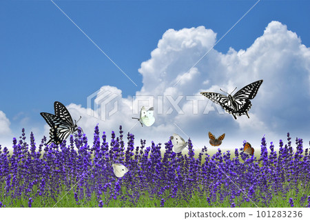 A midsummer landscape with more lavender, with butterflies flying against the background of blue sky and thunderclouds A midsummer landscape with more lavender, with butterflies flying against the background of blue sky and thunderclouds 101283236