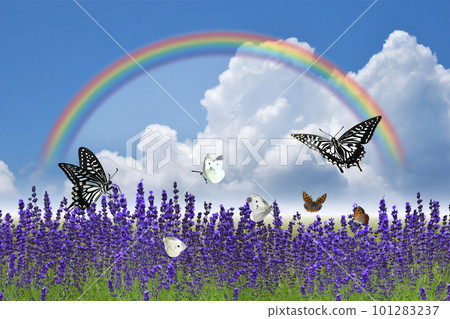 More lavender! Midsummer scenery with butterflies dancing in the sky with thunderclouds and a rainbow 101283237