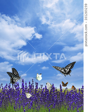 Early summer blue sky scenery with butterflies fluttering in a field of lavender Early summer blue sky scenery with butterflies fluttering in a field of lavender 101283239