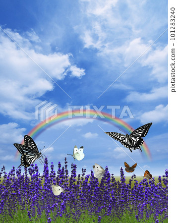 An early summer landscape with a rainbow in the sky and butterflies dancing in a lavender-filled field 101283240