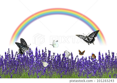More lavender! A rainbow over the early summer scenery where butterflies fly More lavender! A rainbow over the early summer scenery where butterflies fly 101283243
