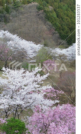 櫻花 櫻花 101283537