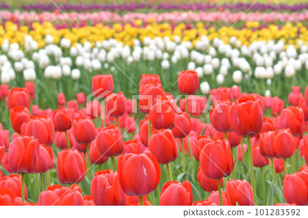Beautiful tulip flower Beautiful tulip flower 101283592