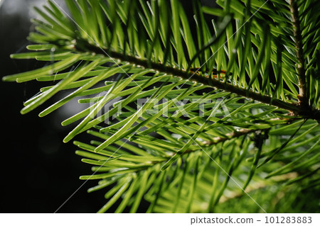 The branch of the Christmas tree in close-up. 101283883