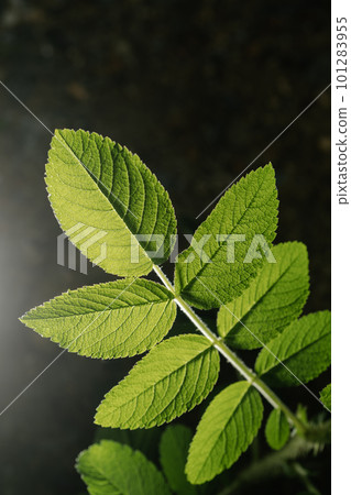 Rosa rugosa leaves close-up. Background for your text. Rosa rugosa leaves close-up. Background for your text. 101283955