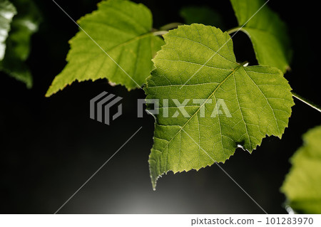 Birch branch as a beautiful natural background. 101283970