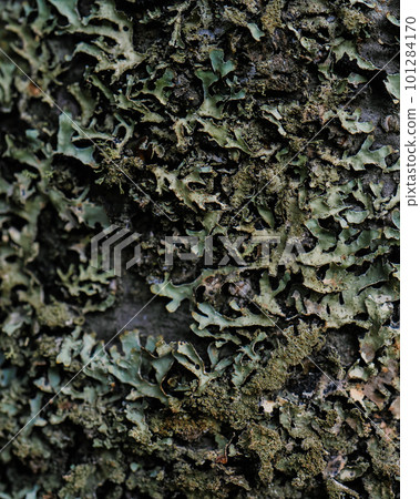 Parmelia close-up. Suitable for your natural background. 101284170