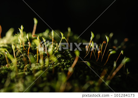Colorful Moss close-up. Background for your text. 101284173
