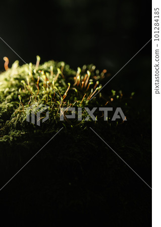 Colorful Moss close-up. Background for your text. Colorful Moss close-up. Background for your text. 101284185