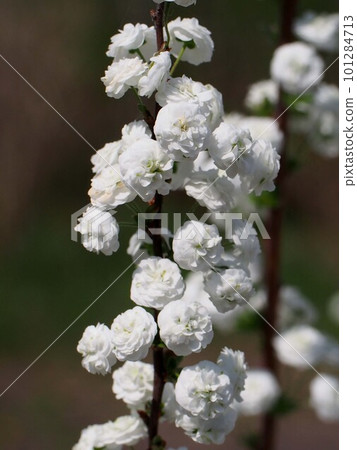 White lycaenid flowers in the spring sunshine (branches with many flowers) White lycaenid flowers in the spring sunshine (branches with many flowers) 101284713