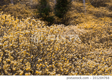 Clusters of mitsumata blooming Clusters of mitsumata blooming 101284768