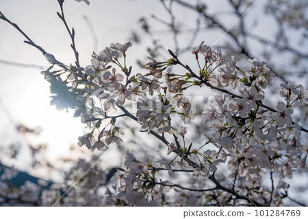 [23rd temple] Cherry blossoms at Yakuoji Temple [Shikoku 88 temples] 101284769