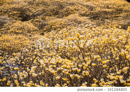 Clusters of mitsumata blooming 101284803