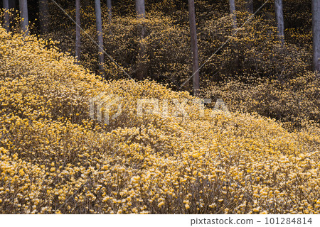 Clusters of mitsumata blooming 101284814