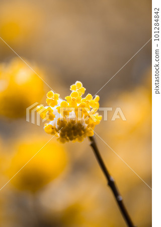 叢生的三昧綻放 101284842