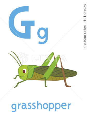 Alphabet card G Grasshopper Alphabet card G Grasshopper 101285029