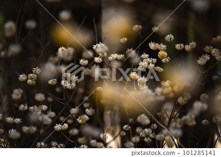 染成金色的三棱簇 101285141